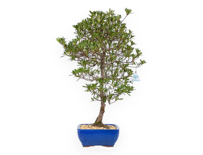Rhododendron Indicum Shironanbanishiki - Azalea - 62 cm