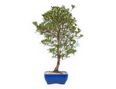 Rhododendron Indicum Shironanbanishiki – Azalee – 62 cm