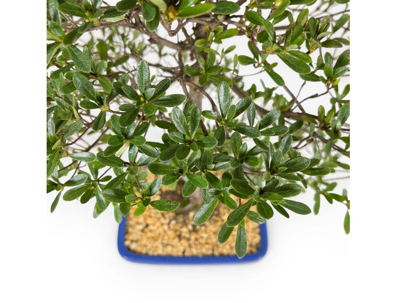Rhododendron Indicum Shironanbanishiki – Azalee – 62 cm
