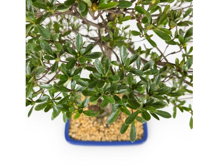 Rhododendron Indicum Shironanbanishiki – Azalee – 62 cm