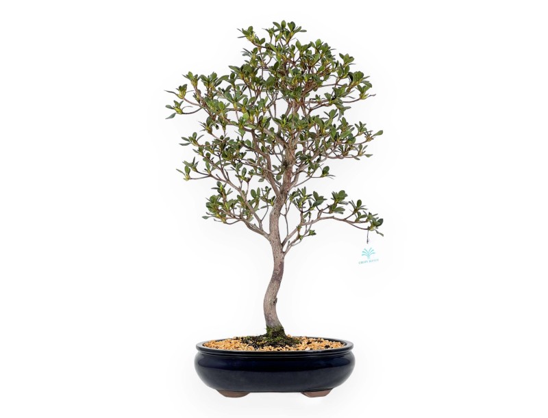 Rhododendron Indicum Suwa no Kagami - Azalea - 62 cm