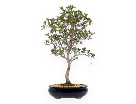 Rhododendron Indicum Suwa no Kagami - Azalea - 62 cm