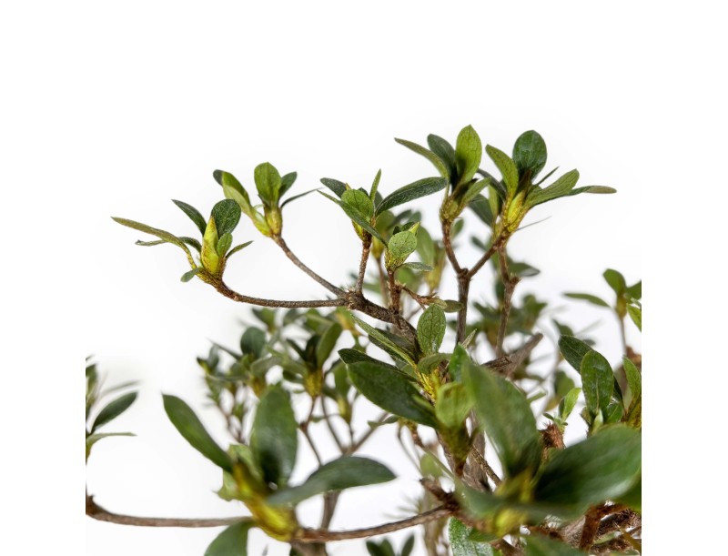 Rhododendron Indicum Suwa no Kagami - Azalea - 62 cm