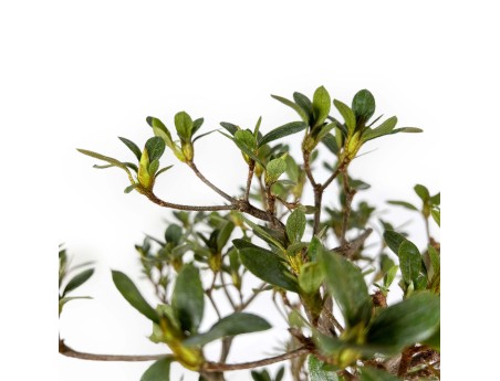 Rhododendron Indicum Suwa no Kagami - Azalea - 62 cm