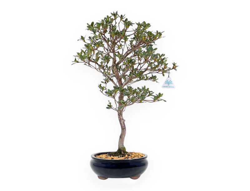 Rhododendron Indicum Suwa no Kagami - Azalea - 62 cm