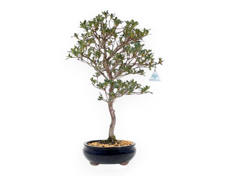 Rhododendron Indicum Suwa no Kagami - Azalea - 62 cm