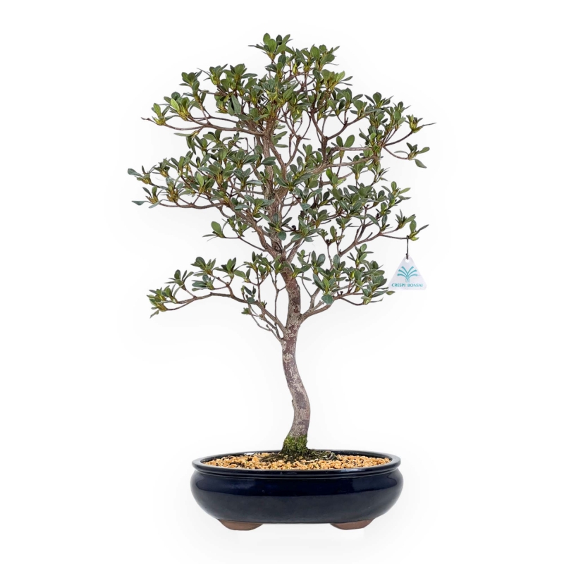 Rhododendron Indicum Suwa no Kagami - Azalée - 62 cm