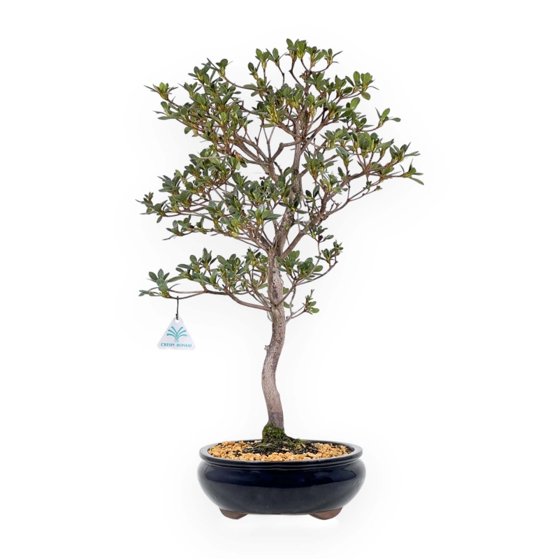 Rhododendron Indicum Suwa no Kagami - Azalea - 62 cm