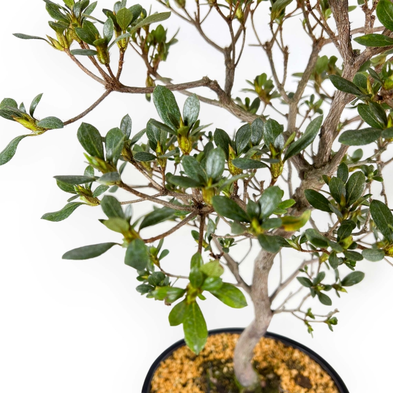 Rhododendron Indicum Suwa no Kagami - Azalée - 62 cm