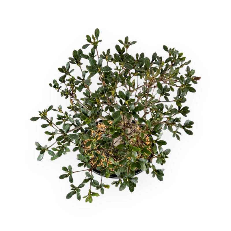Rhododendron Indicum Suwa no Kagami - Azalea - 62 cm