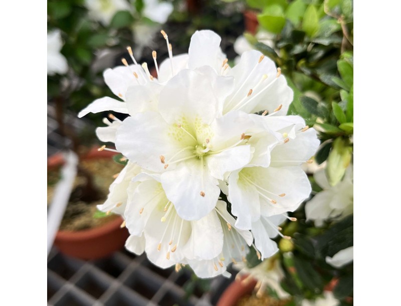 Rhododendron Indicum Shironanbanishiki – Azalee – 62 cm