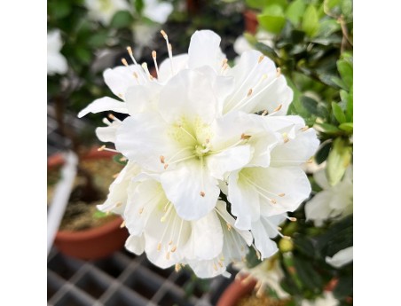 Rhododendron Indicum Shironanbanishiki – Azalee – 62 cm