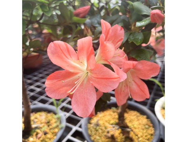 Rhododendron Indicum Suwa no Kagami - Azalea - 62 cm 2