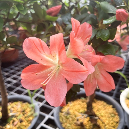 Rhododendron Indicum Suwa no Kagami - Azalea - 62 cm