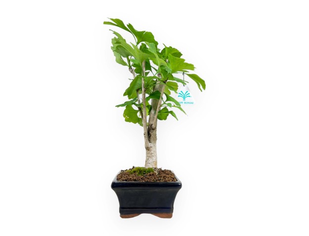Ginkgo biloba - 31 cm 2