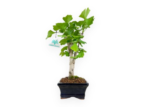 Ginkgo biloba - 31 cm
