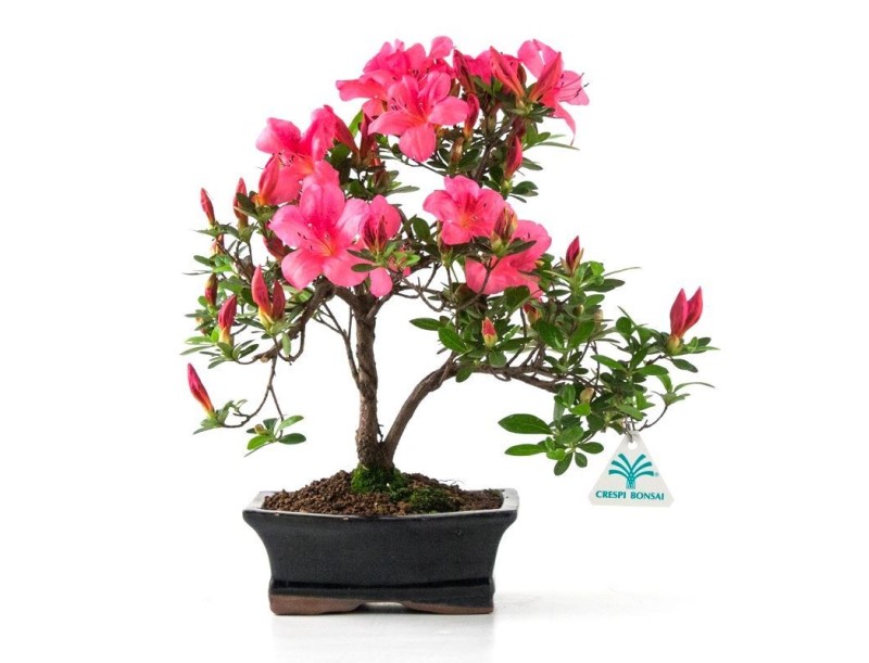 Azalea - 31 cm