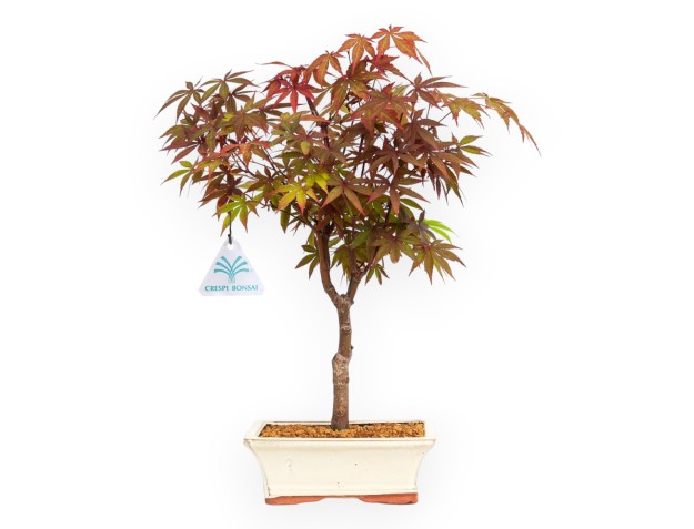 Acer palmatum Nomura - Érable - 36 cm