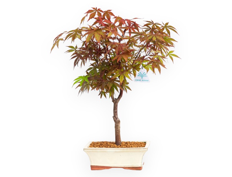 Acer palmatum Nomura - Esdoorn - 36 cm