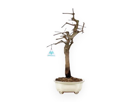 Acer Palmatum Monspessulanum - Maple - 60 cm