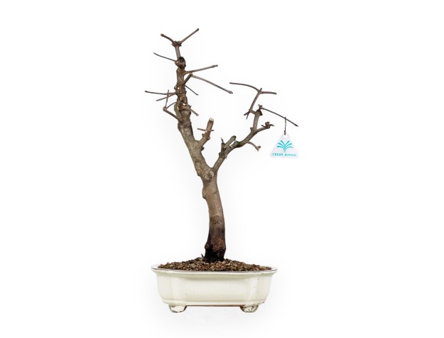 Acer Palmatum Monspessulanum - Maple - 60 cm