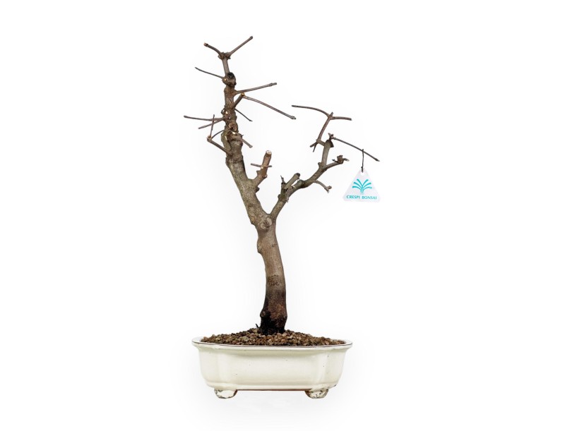 Acer Palmatum Monspessulanum - Acero - 60 cm