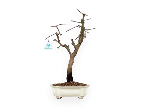 Acer Palmatum Monspessulanum - Ahorn - 60 cm