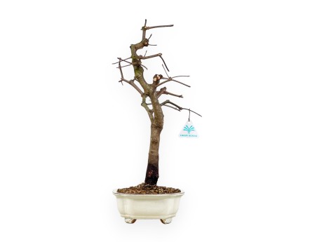 Acer Palmatum Monspessulanum - Maple - 60 cm