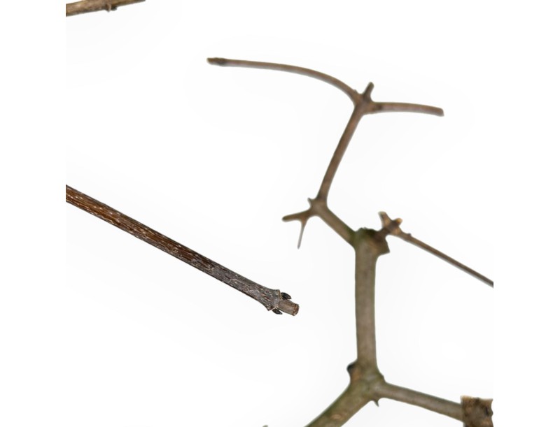 Acer Palmatum Monspessulanum - Ahorn - 60 cm