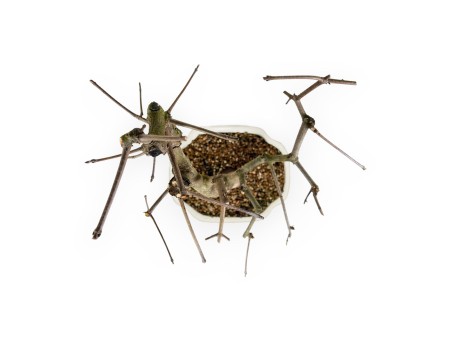 Acer Palmatum Monspessulanum - Ahorn - 60 cm