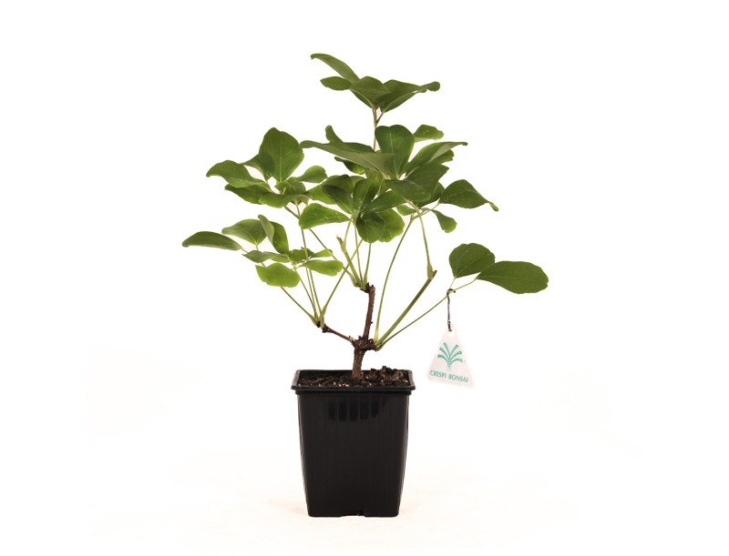 Akebia Quinata - 32 cm