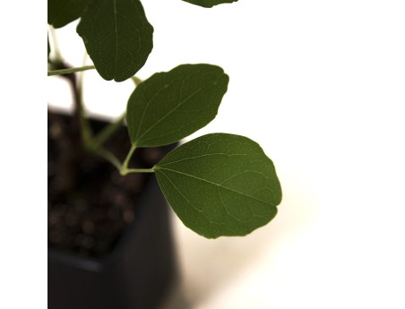 Akebia Quinata - 32 cm