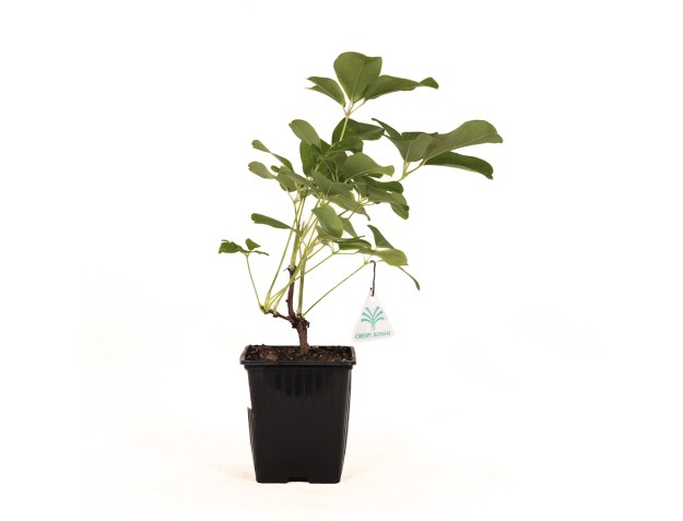 Akebia Quinata - 32 cm