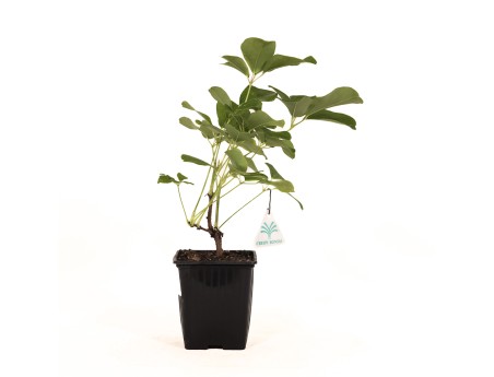 Akebia Quinata - 32 cm