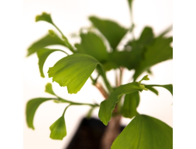 Gingko biloba blagon - 30 cm 2