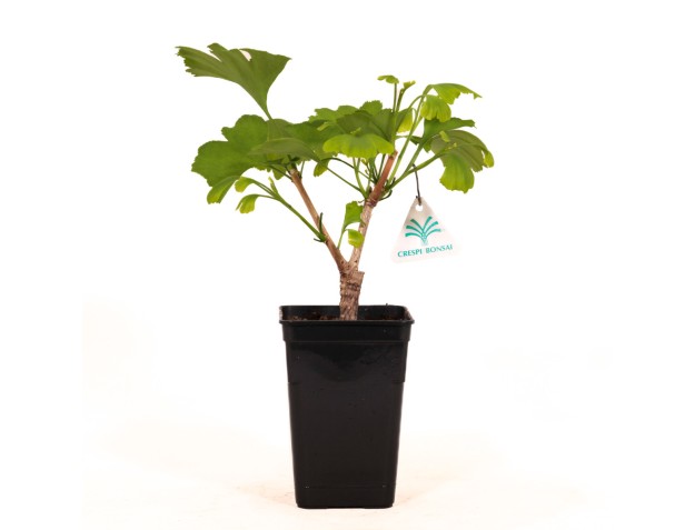 Gingko biloba blagon - 30 cm