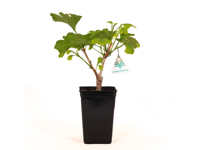 Gingko biloba blagon - 30 cm