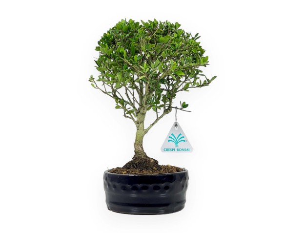 Ilex Crenata - Houx - 25 cm