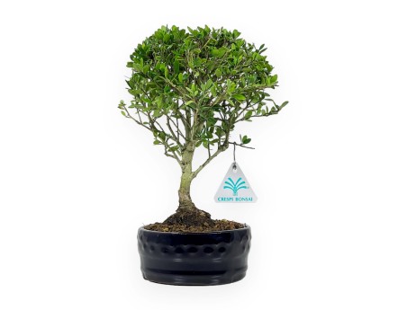 Ilex Crenata - Houx - 25 cm