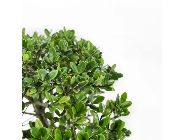 Ilex Crenata - Agrifoglio - 25 cm 2