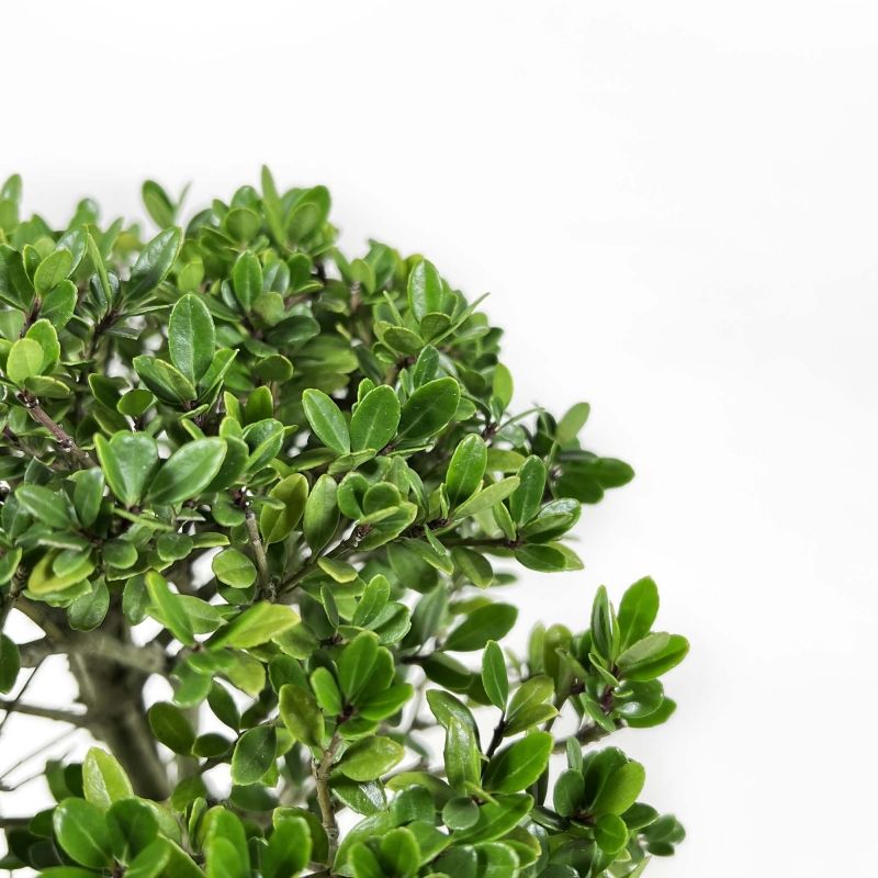 Ilex Crenata - Houx - 25 cm