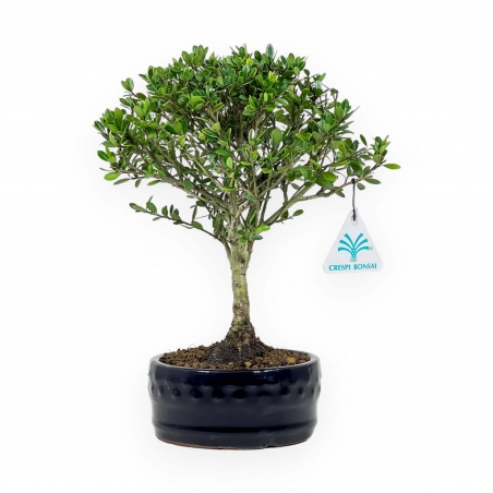 Ilex Crenata - 25 cm