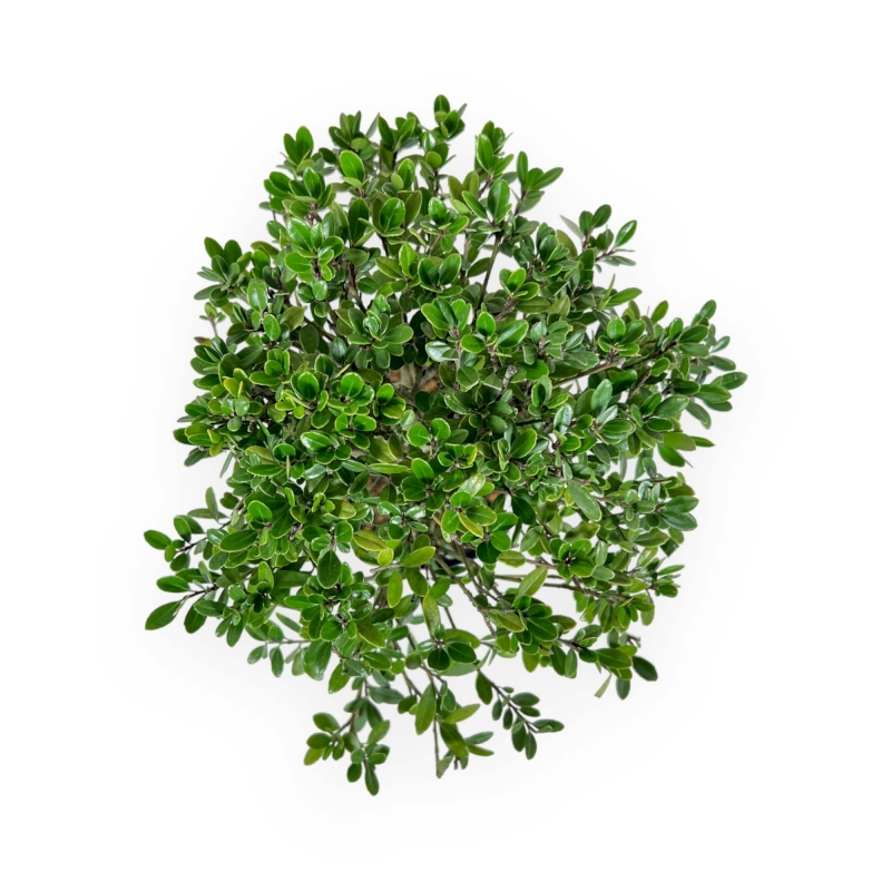 Ilex Crenata - 25 cm