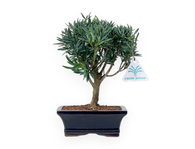 Podocarpus Macrophylla - Podocarp - 26 cm