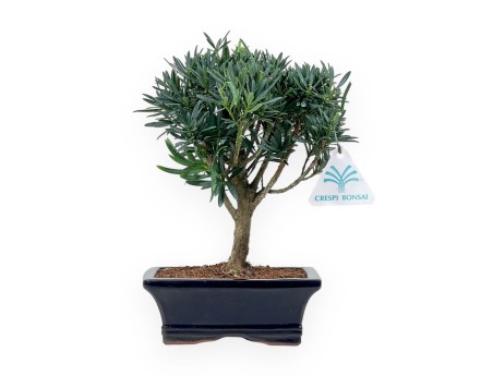 Podocarpus Macrophylla - Podocarpe - 26 cm