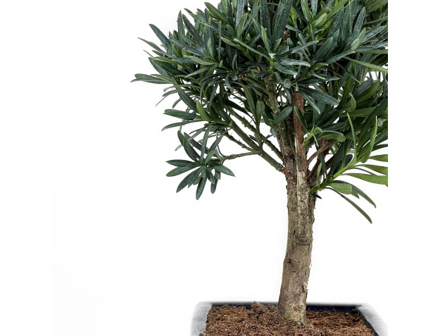 Podocarpus Macrophylla - 26 cm 2