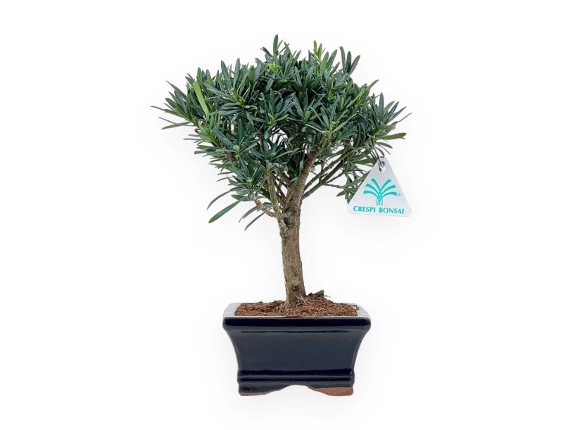 Podocarpus Macrophylla - Podocarpe - 26 cm