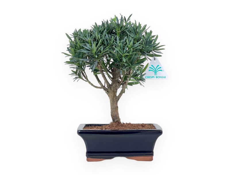 Podocarpus Macrophylla - Podocarpo - 26 cm