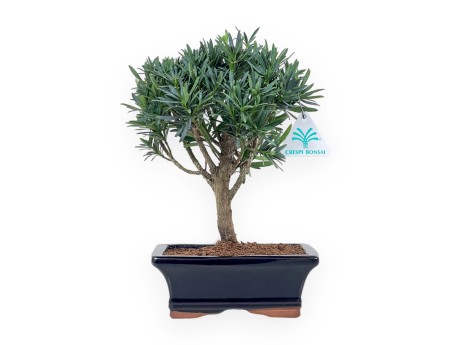 Podocarpus Macrophylla - Podocarpe - 26 cm