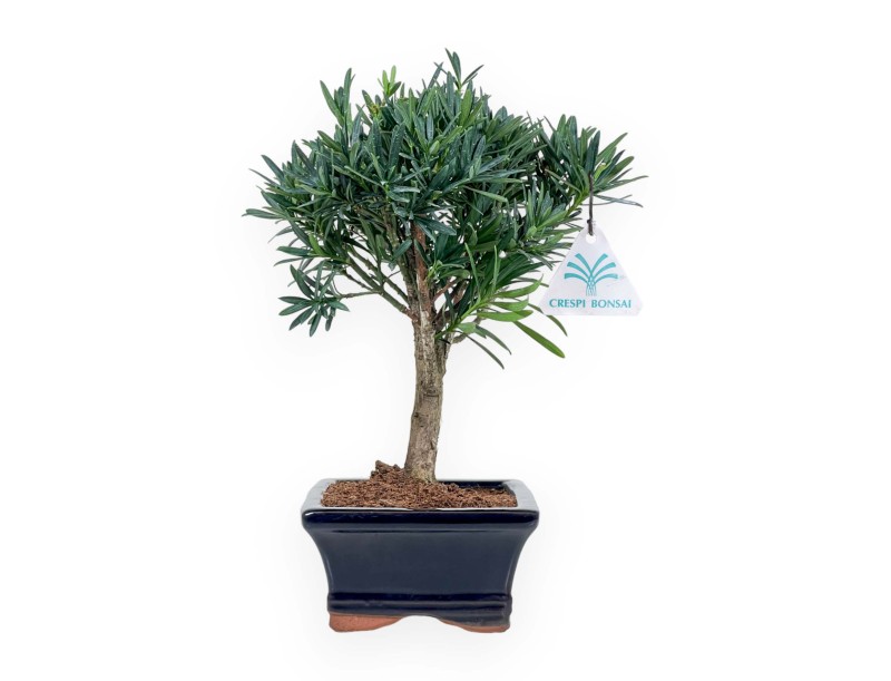 Podocarpus Macrophylla - Podocarpo - 26 cm